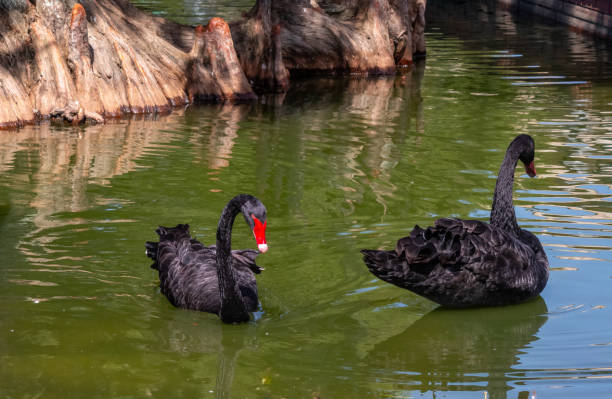 istock Two Black Swans swimming by Cypress Trees 1754862276