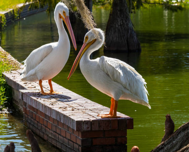 Two White American Pelicans sitting on brick wall