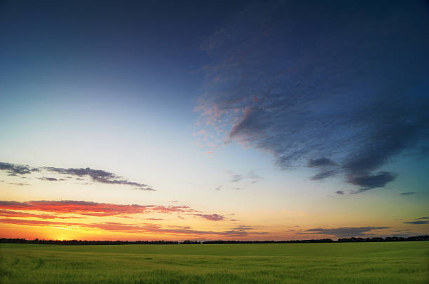 istock Wheat field in sunset or sunrise. 175486248