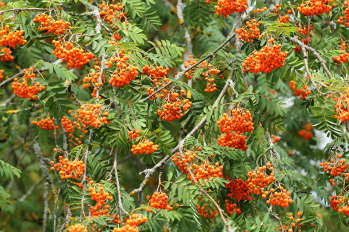Rowan tree with red berry fruit