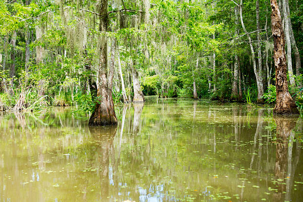 istock Bald Cypress Swamp in Louisiana 175486472