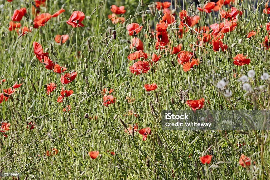 Field of red poppies Papaver rhoeas impresión - Foto de stock de Abstracto libre de derechos