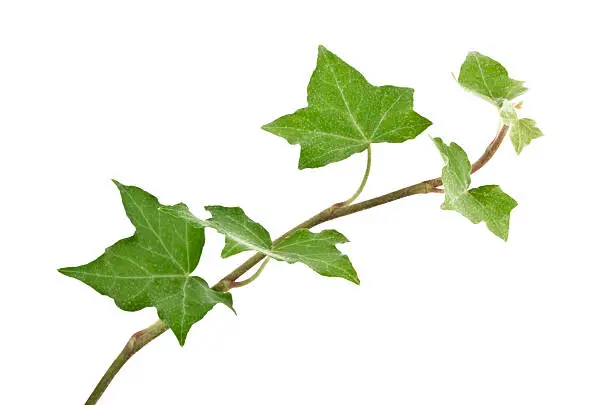 Digital illustration of green ivy plant isolated against a white background. The ivy leaves are highly Concentrated at the bottom of the image, than become more sparse as the stem Climbs upward to the top of the frame. The ivy curls horizontally through the image.
