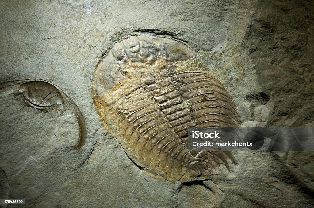 Trilobite Fossil An intriacately preserved fossil of Arctinurus Trilobite Arctinurus Boltoni Stock Photo