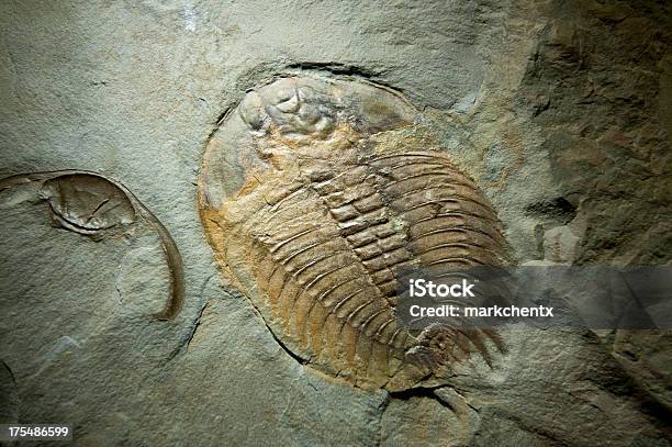 Trilobite Fossil Stock Photo - Download Image Now - Arctinurus Boltoni, Trilobite, Extinct