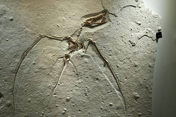 istock Rhamphorhynchus Fossil 175486625