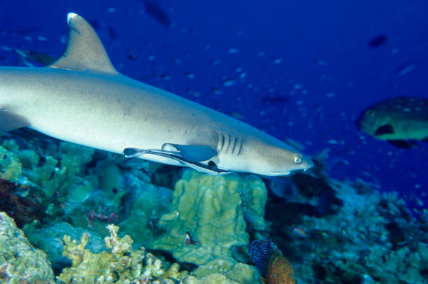 white tip riffhai und remora - whitetip reef shark stock-fotos und bilder