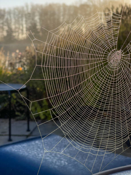 istock Closeup photo of cobweb at sunrise. Dew drops on Spiderweb. 1754868840