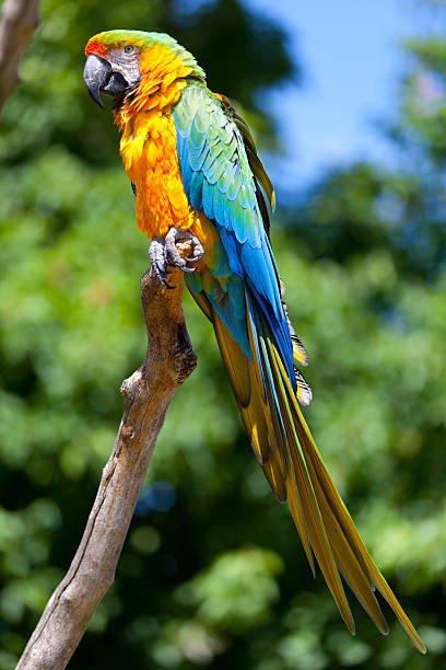 Blue and yellow Macaw stock photo