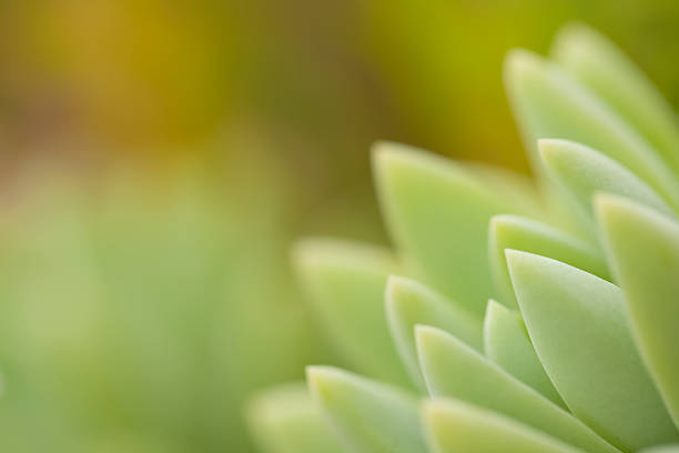 Beautiful closeup of cactus with blurred background.