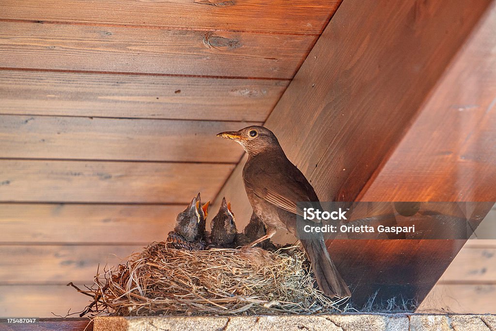 Blackbird e filhotes em ninho - Foto de stock de Ninho de pássaro royalty-free