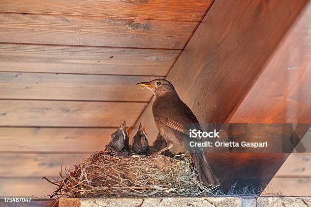Foto de Blackbird E Filhotes Em Ninho e mais fotos de stock de Ninho de pássaro - Ninho de pássaro, Varanda, Casa