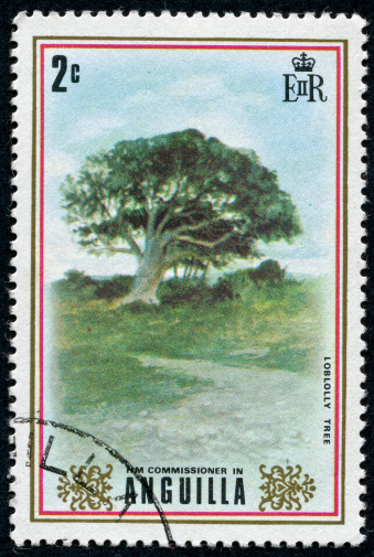 Cancelled Stamp From Anguilla Featuring The Loblolly Tree