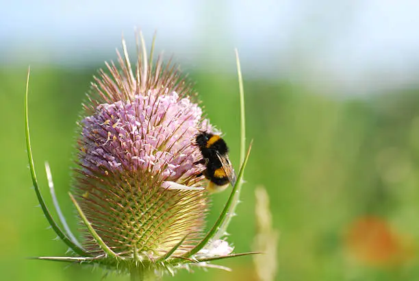One Bumble bee eating from Fuller's teasel .Macro pictureLatin name: Dipsacus fullonum