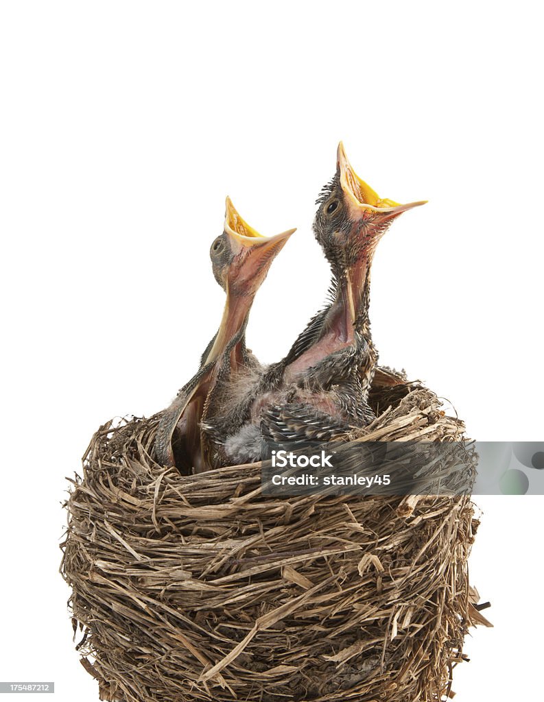 Baby birds hungry for dinner "A birdaas nest with two American Robin chicks, begging for food,  isolated on a white background" Animal Nest Stock Photo