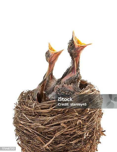 Baby Birds Hungry For Dinner Stock Photo - Download Image Now - Animal Nest, Young Bird, Cut Out