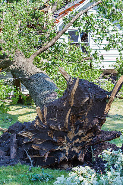 istock storm blown oak hits house vert 175487259
