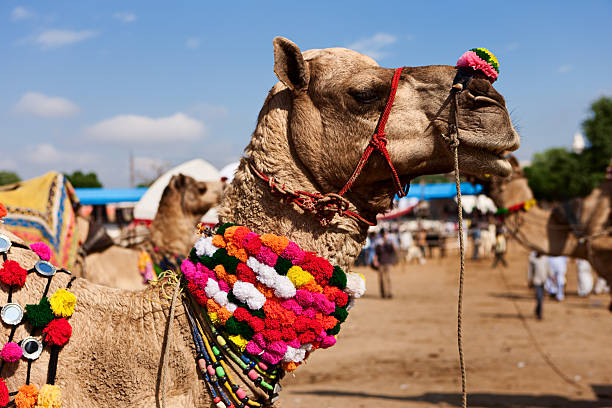 верблюд pushkar во время фестиваль в - camel fair стоковые фото и изображения