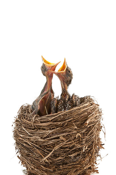 baby birds голодный для ужина - dependency animal nest robin bird стоковые фото и изображения