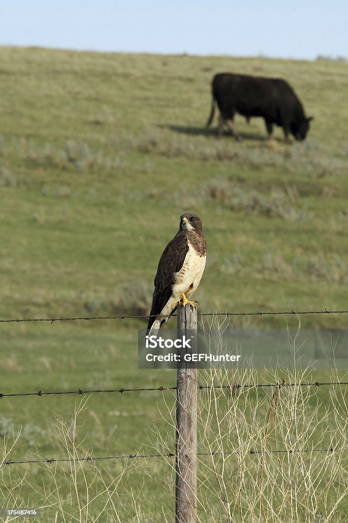 Präriebussard und Hereford Bull - Lizenzfrei Bulle - Männliches Tier Stock-Foto