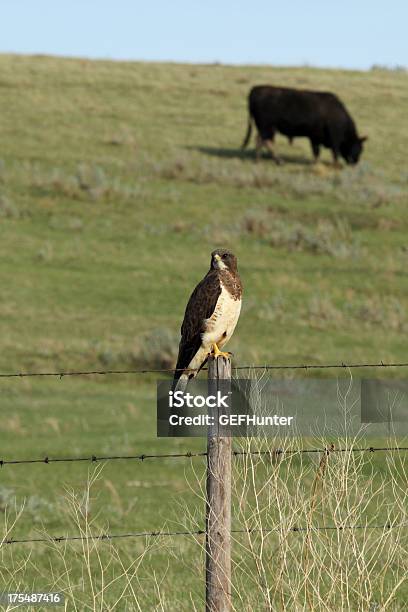 Präriebussard Und Hereford Bull Stockfoto und mehr Bilder von Bulle - Männliches Tier - Bulle - Männliches Tier, Fotografie, Frühling