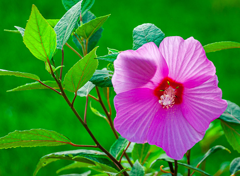 A beautiful backlit pink hibiscus flower blooming in  a Cape Cod garden
