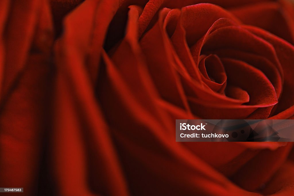 Rose Rose background. XXXL Beauty Stock Photo