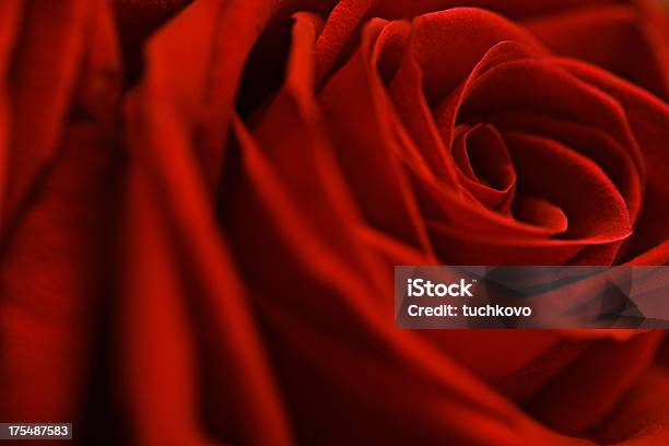 Rose Stock Photo - Download Image Now - Beauty, Beauty In Nature, Celebration Event