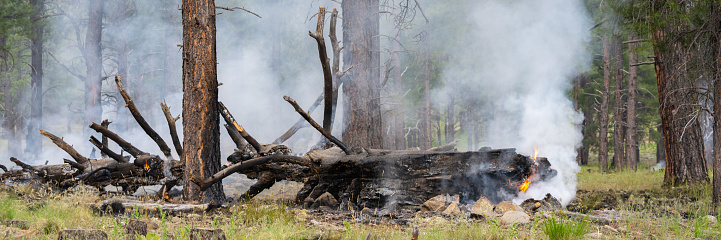 A hot and smoky forest landscape with trees and stumps on fire and smoke plumes over a pine tree forest.