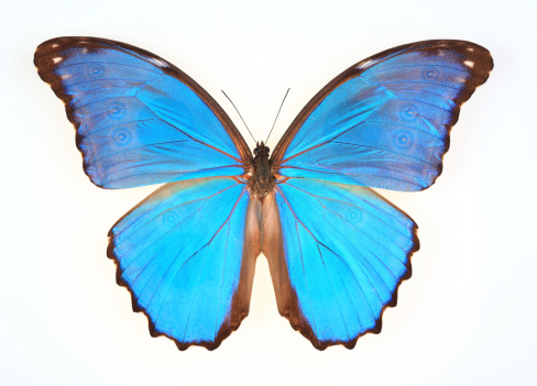 Blue Pansy Butterfly on tree with natural green background, The pattern resembles orange eyes on the black and blue and purple and yellow wing