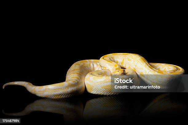 Serpientealbina Pitón Birmano Foto de stock y más banco de imágenes de Albino - Albino, Amarillo - Color, Animal