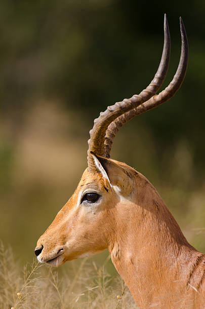 istock Impala Face - South Africa 175488115