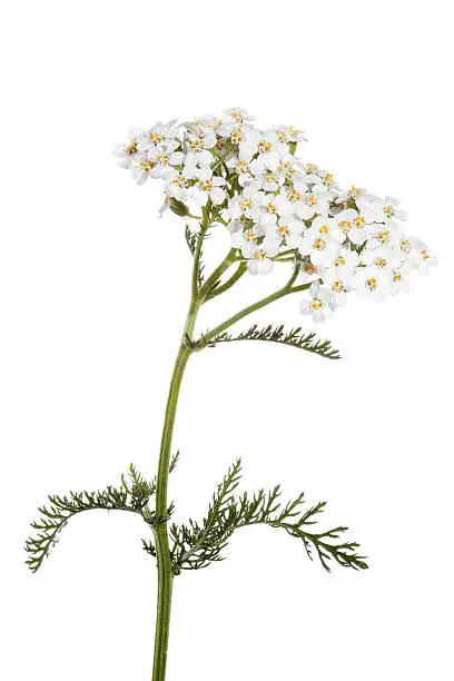 blooming yarrow (achillea) isolated on white