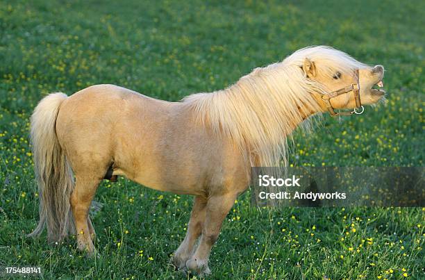Neighing Falabella Hengst Stockfoto und mehr Bilder von Falabella Horse - Falabella Horse, Blume, Einzelnes Tier