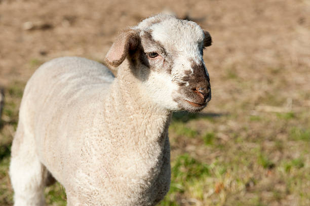 agneau sur field (ovis gmelini signe du bélier) - tierhaltung photos et images de collection