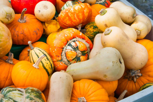 istock Crate of Autumn Squash 1754883413