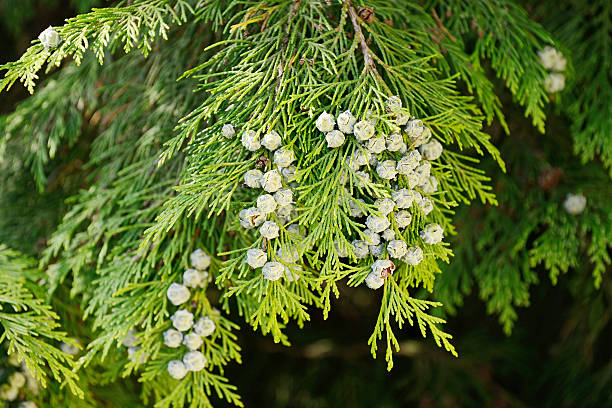 Lawson false cypress Lawson false cypress also known as 'Ellwoodii' (Chamaecyparis Lawsoniana) port orford cedar stock pictures, royalty-free photos & images