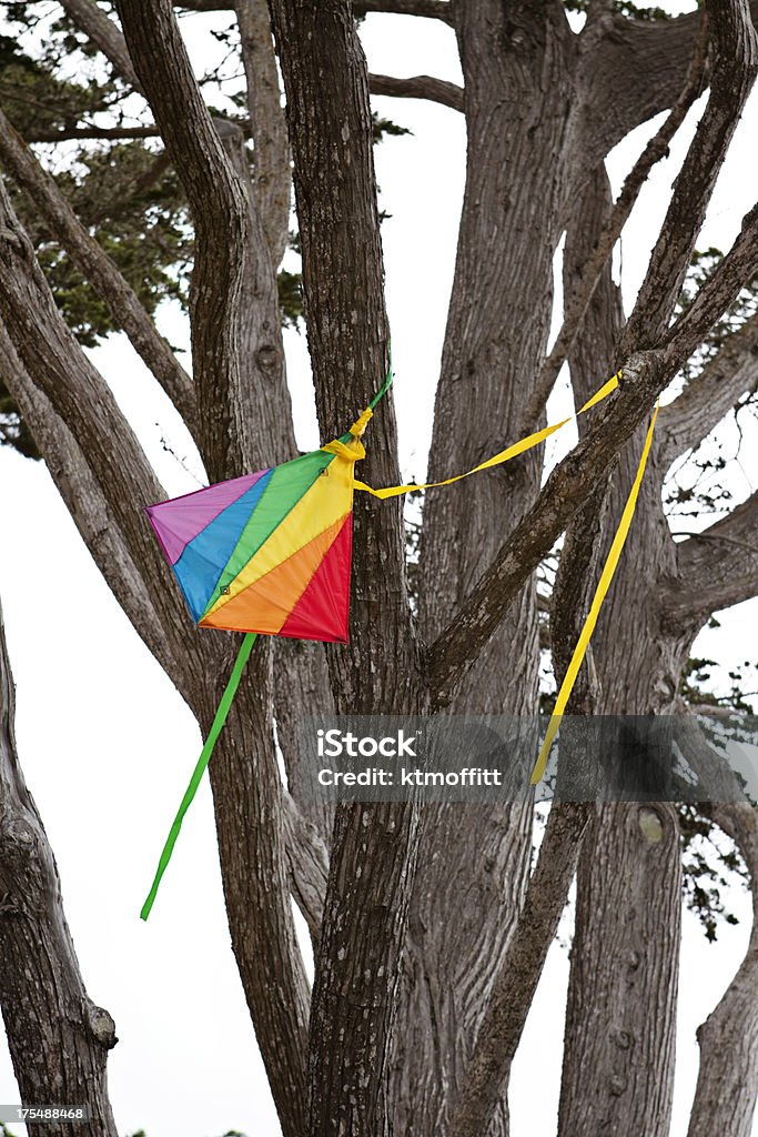 Bright Rainbow Kite Stuck in Tree Vibrant rainbow kite stuck high in a tree on a gray day. Tree Stock Photo