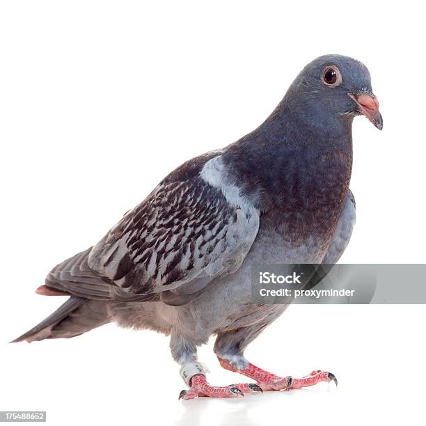 Jovem De Pombo Isolado A Branco - Fotografias de stock e mais imagens de Pombo-correio - Pombo-correio, Figura para recortar, Anel - Joia