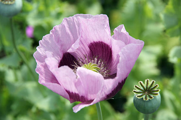 Papaver somniferum Purple papaver flower and a pod against a defocused background of garden plants. opium poppy stock pictures, royalty-free photos & images
