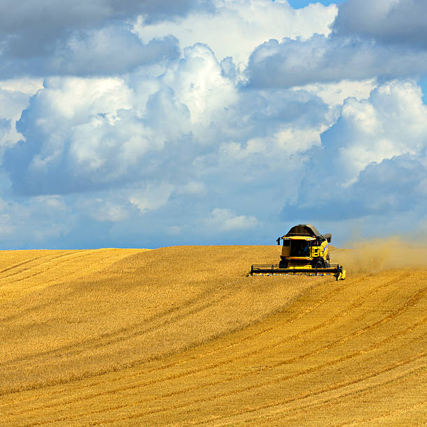 Combine Harvester Cutting Barley in Summer Field during Harvest