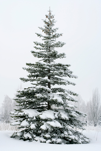 Fir tree covered with snow