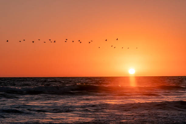 istock A flock of birds flying over the sunset 1754893498