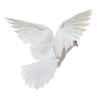 White pigeon isolated on white  flying away 