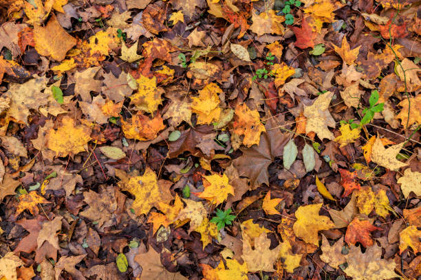 istock Cuyahoga Valley National Park 1754896140