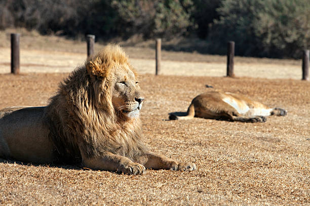 istock Lion on the lookout 175489626