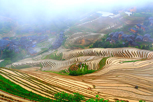 istock Rice paddy in Longsheng,Guilin,Guangxi,China 175489723