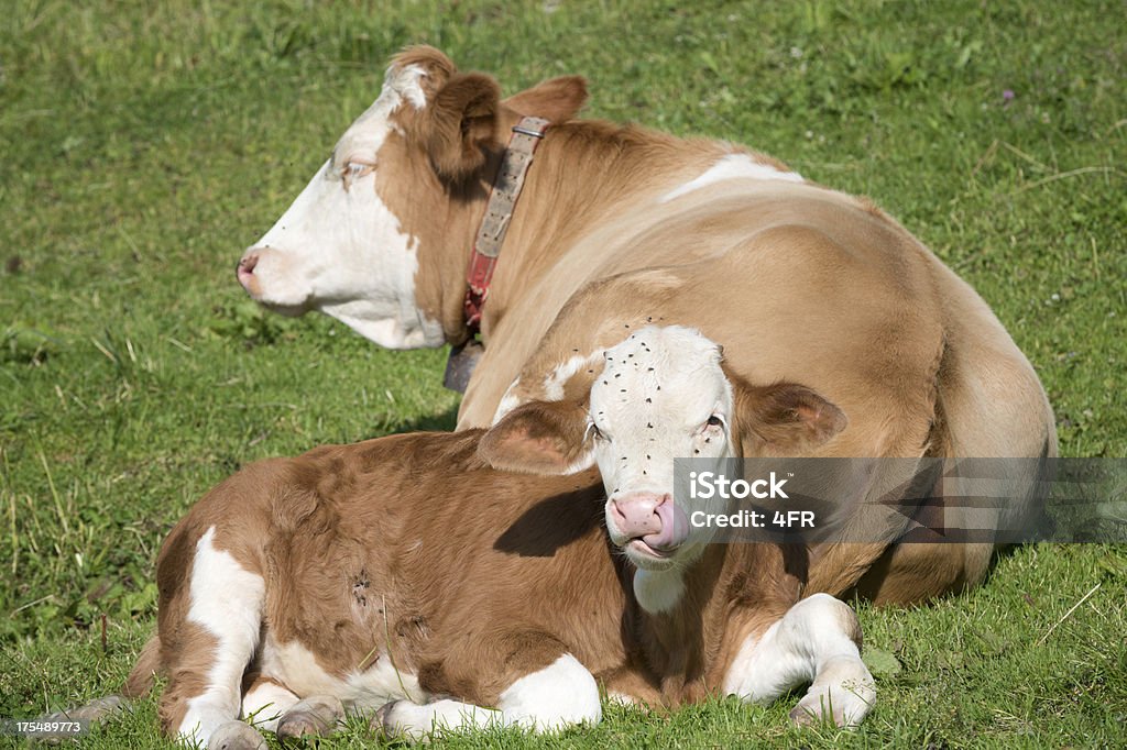 Bebê com a mãe de vaca Bezerro de gado, Nova Zelândia (XXXL) - Royalty-free Ignorância Foto de stock