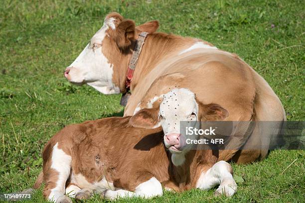 Bebê Com A Mãe De Vaca Bezerro De Gado Nova Zelândia - Fotografias de stock e mais imagens de Ignorância