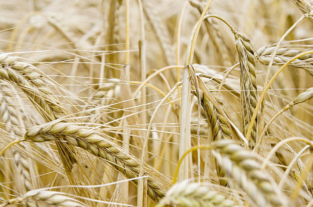 istock Field of Barley (Hordeum vulgare L.) 175489775